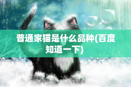 普通家貓是什么品種(百度知道一下) 
