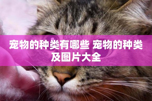 寵物的種類有哪些 寵物的種類及圖片大全
