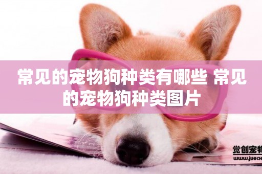 常見的寵物狗種類有哪些 常見的寵物狗種類圖片