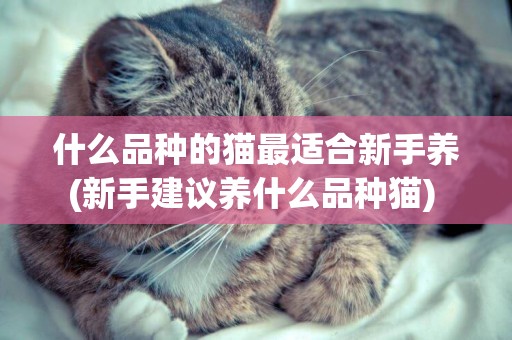什么品種的貓最適合新手養(新手建議養什么品種貓) 