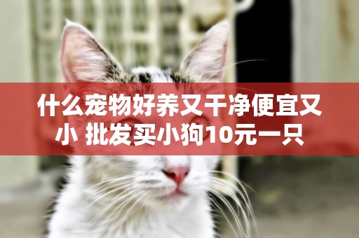 什么寵物好養又干凈便宜又小 批發買小狗10元一只