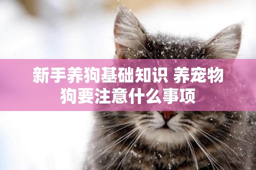 新手養狗基礎知識 養寵物狗要注意什么事項