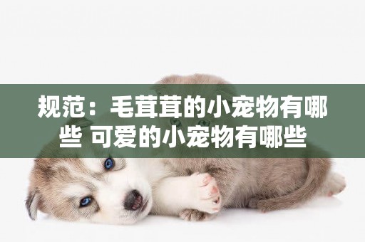 規范：毛茸茸的小寵物有哪些 可愛的小寵物有哪些