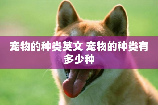寵物的種類英文 寵物的種類有多少種