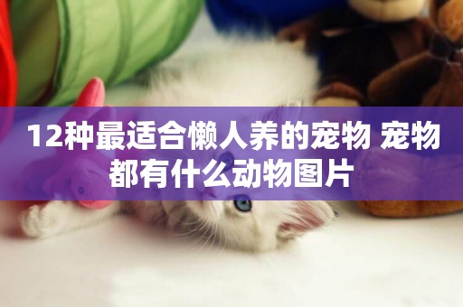 12種最適合懶人養的寵物 寵物都有什么動物圖片