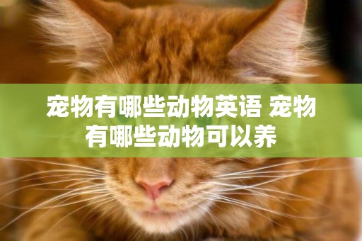 寵物有哪些動物英語 寵物有哪些動物可以養