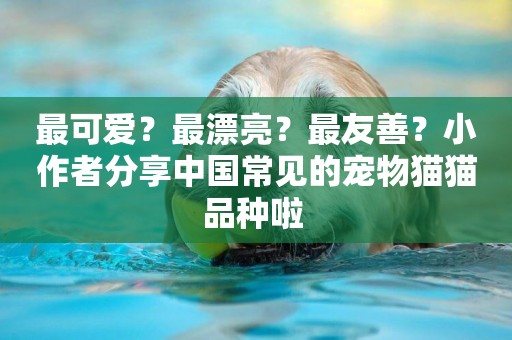 最可愛？最漂亮？最友善？小作者分享中國常見的寵物貓貓品種啦 