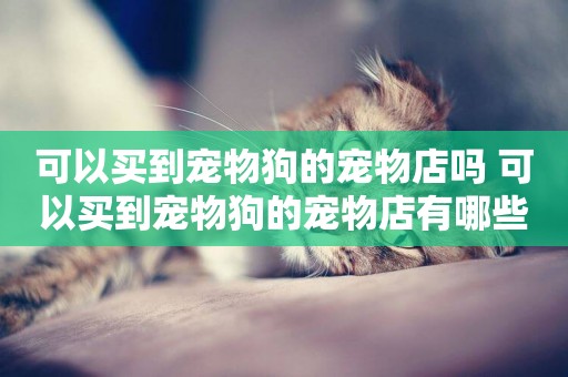可以買到寵物狗的寵物店嗎 可以買到寵物狗的寵物店有哪些