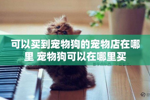 可以買到寵物狗的寵物店在哪里 寵物狗可以在哪里買