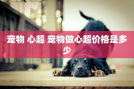 寵物 心超 寵物做心超價格是多少