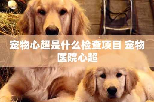 寵物心超是什么檢查項目 寵物醫院心超