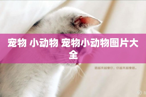 寵物 小動物 寵物小動物圖片大全