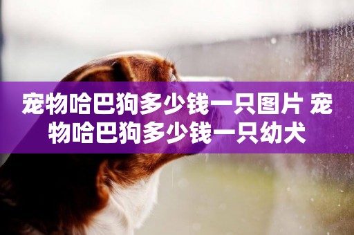 寵物哈巴狗多少錢一只圖片 寵物哈巴狗多少錢一只幼犬