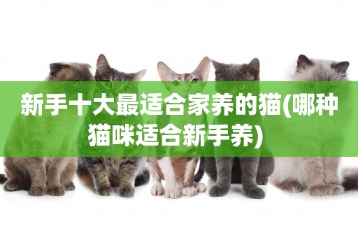 新手十大最適合家養的貓(哪種貓咪適合新手養) 