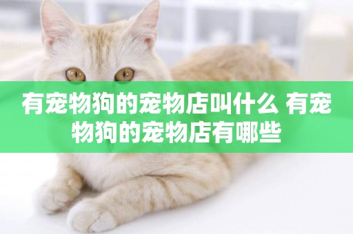 有寵物狗的寵物店叫什么 有寵物狗的寵物店有哪些