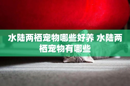 水陸兩棲寵物哪些好養 水陸兩棲寵物有哪些