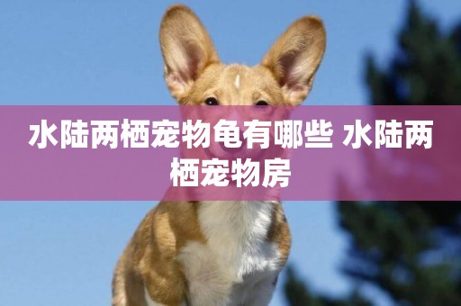 水陸兩棲寵物龜有哪些 水陸兩棲寵物房