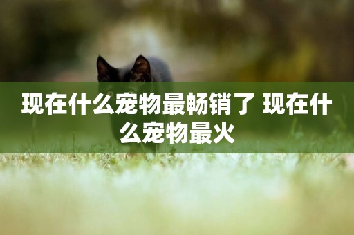 現在什么寵物最暢銷了 現在什么寵物最火
