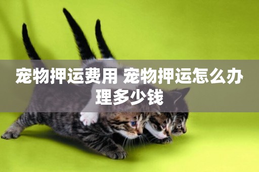 寵物押運費用 寵物押運怎么辦理多少錢