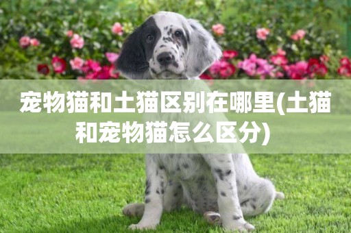 寵物貓和土貓區別在哪里(土貓和寵物貓怎么區分) 