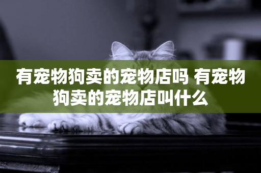 有寵物狗賣的寵物店嗎 有寵物狗賣的寵物店叫什么