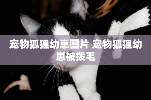 寵物狐貍幼崽圖片 寵物狐貍幼崽被撥毛
