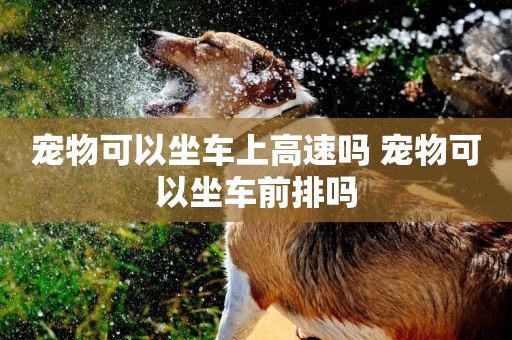 寵物可以坐車上高速嗎 寵物可以坐車前排嗎