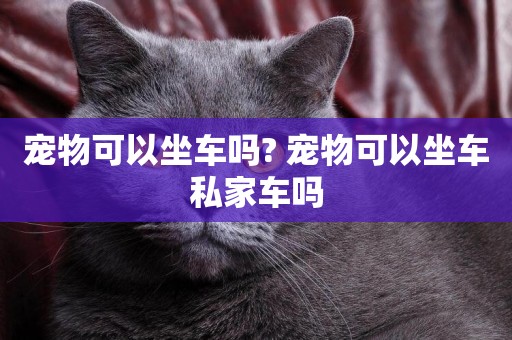 寵物可以坐車嗎? 寵物可以坐車私家車嗎