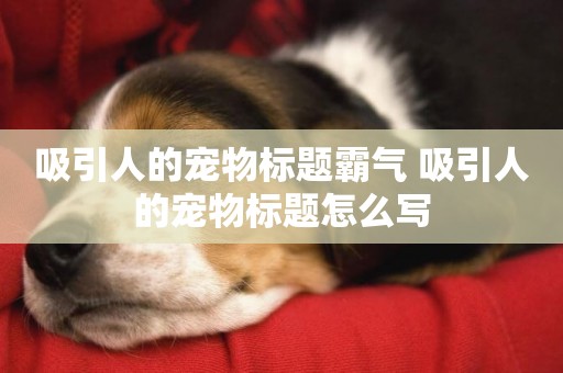 吸引人的寵物標題霸氣 吸引人的寵物標題怎么寫
