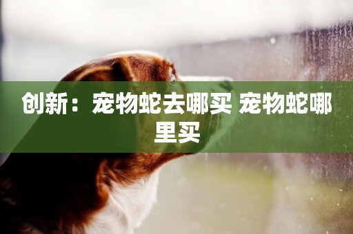 創新：寵物蛇去哪買 寵物蛇哪里買