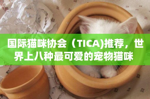 國際貓咪協會（TICA)推薦，世界上八種最可愛的寵物貓咪 
