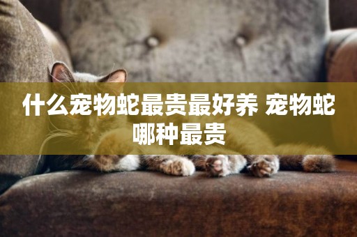 什么寵物蛇最貴最好養 寵物蛇哪種最貴