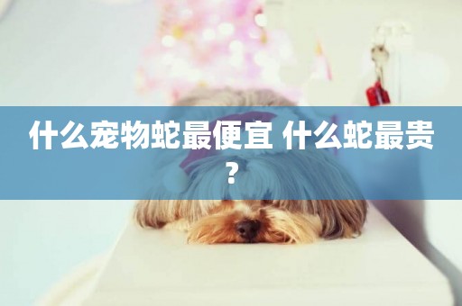 什么寵物蛇最便宜 什么蛇最貴?