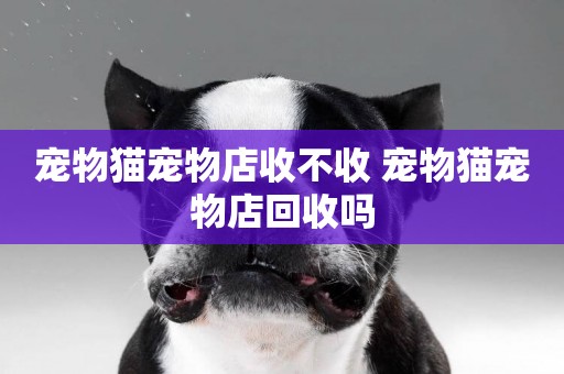 寵物貓寵物店收不收 寵物貓寵物店回收嗎