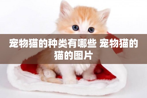 寵物貓的種類有哪些 寵物貓的貓的圖片