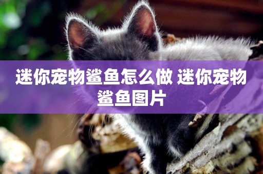 迷你寵物鯊魚怎么做 迷你寵物鯊魚圖片