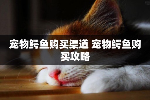 寵物鱷魚購買渠道 寵物鱷魚購買攻略