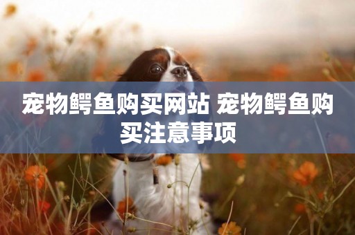 寵物鱷魚購買網站 寵物鱷魚購買注意事項