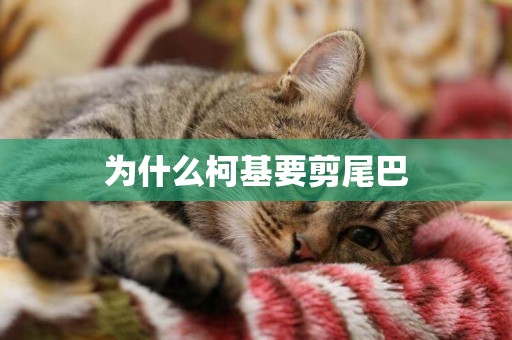 為什么柯基要剪尾巴