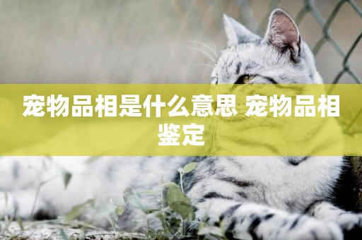寵物品相是什么意思 寵物品相鑒定
