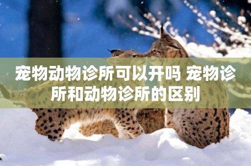 寵物動物診所可以開嗎 寵物診所和動物診所的區別