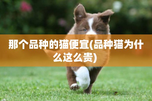 那個品種的貓便宜(品種貓為什么這么貴) 