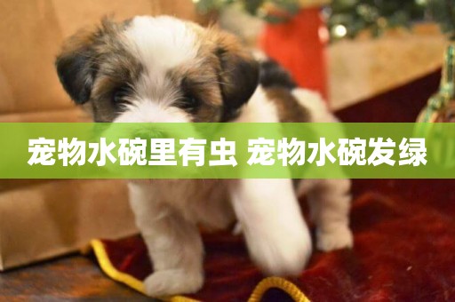 寵物水碗里有蟲 寵物水碗發綠