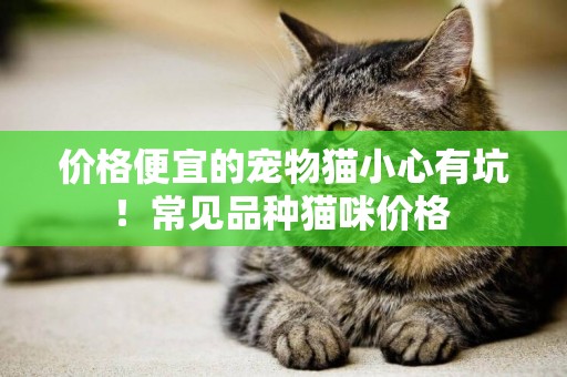 價格便宜的寵物貓小心有坑！常見品種貓咪價格 