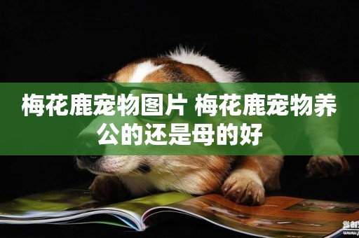 梅花鹿寵物圖片 梅花鹿寵物養公的還是母的好