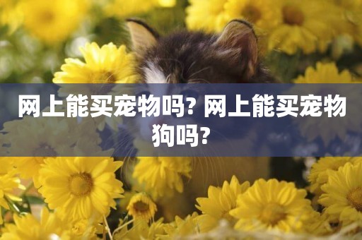 網上能買寵物嗎? 網上能買寵物狗嗎?