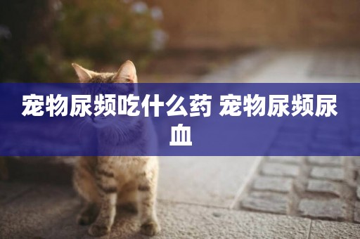 寵物尿頻吃什么藥 寵物尿頻尿血