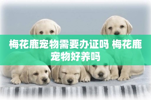 梅花鹿寵物需要辦證嗎 梅花鹿寵物好養嗎
