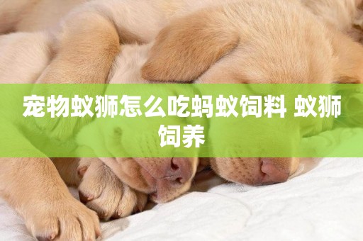 寵物蟻獅怎么吃螞蟻飼料 蟻獅飼養