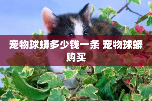 寵物球蟒多少錢一條 寵物球蟒購買